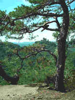 Vom F�hrlenberg zum Trifels