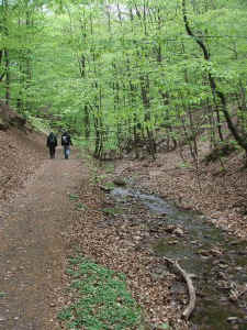 Im Wildensteiner Tal