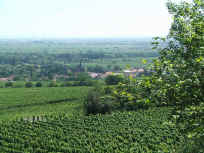 Blick über die Weinberge nach Deidesheim