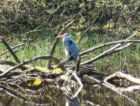 Graureiher am Spießwoog