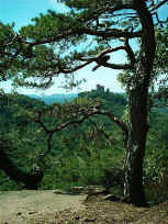TRifels vom Föhrlenberg