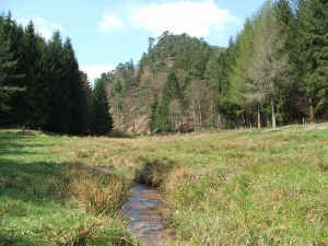 Nat25-3.JPG (51558 Byte)