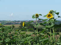 Sickinger H�he bei Saalstadt