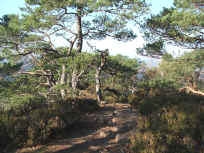 Zwergkiefern auf dem Heidenbergkamm